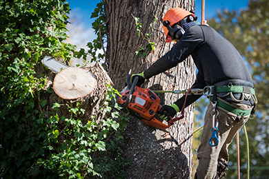 Pensacola tree service professional and arborist, cutting and removing large tree branch with a saw