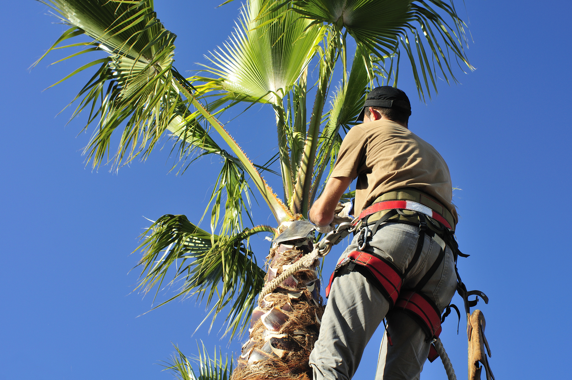 Tree service professional in harness trimming palm tree