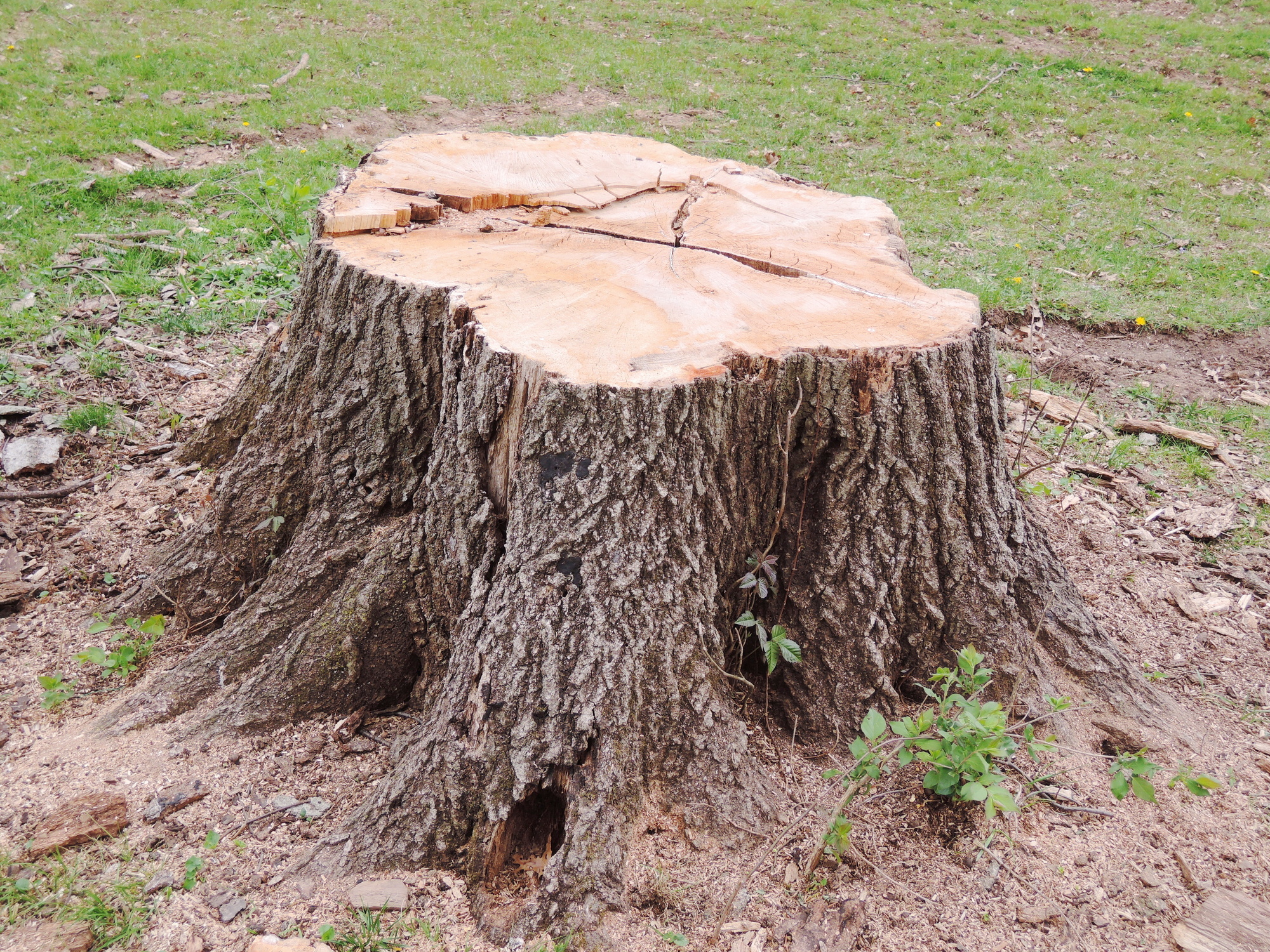 Stump of a freshly cut tree, tree stump removal concept image